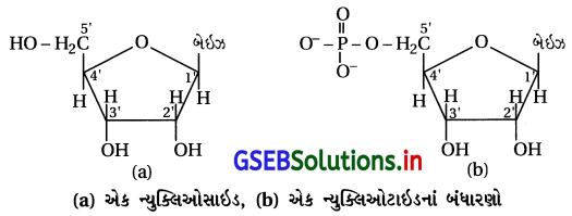 GSEB Solutions Class 12 Chemistry Chapter 14 જૈવિક અણુઓ 19