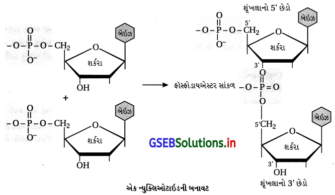 GSEB Solutions Class 12 Chemistry Chapter 14 જૈવિક અણુઓ 20