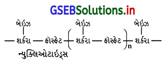 GSEB Solutions Class 12 Chemistry Chapter 14 જૈવિક અણુઓ 26