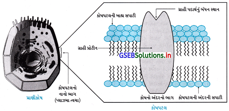 GSEB Solutions Class 12 Chemistry Chapter 16 રોજિંદા જીવનમાં રસાયણવિજ્ઞાન 25